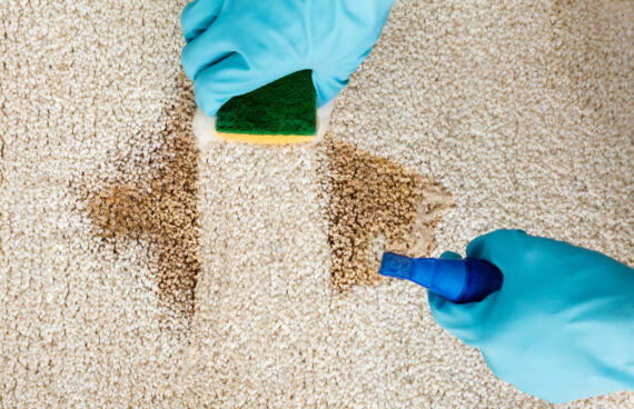 worker with gloves, sponge, and spray bottle performing Carpet Stain Removal in Ashburn, Virginia