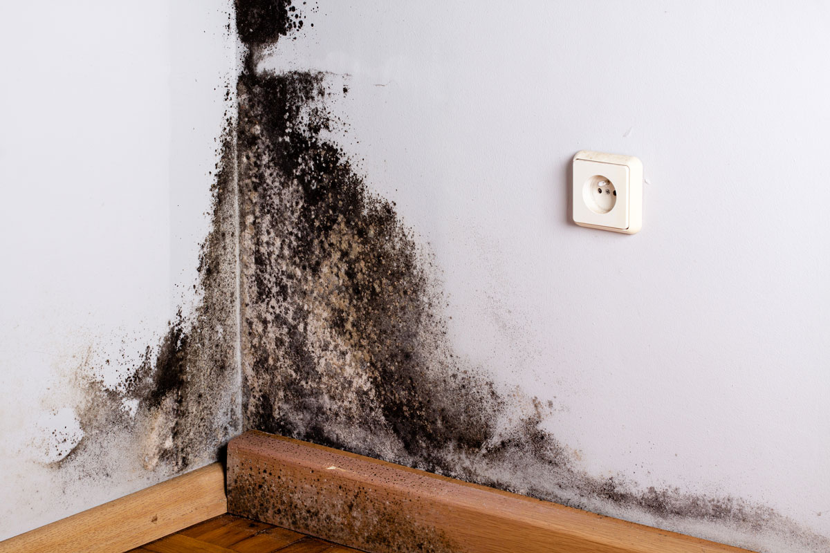 a man in a suit that is performing both Mold Assessments and Remediation in Sterling, Virginia