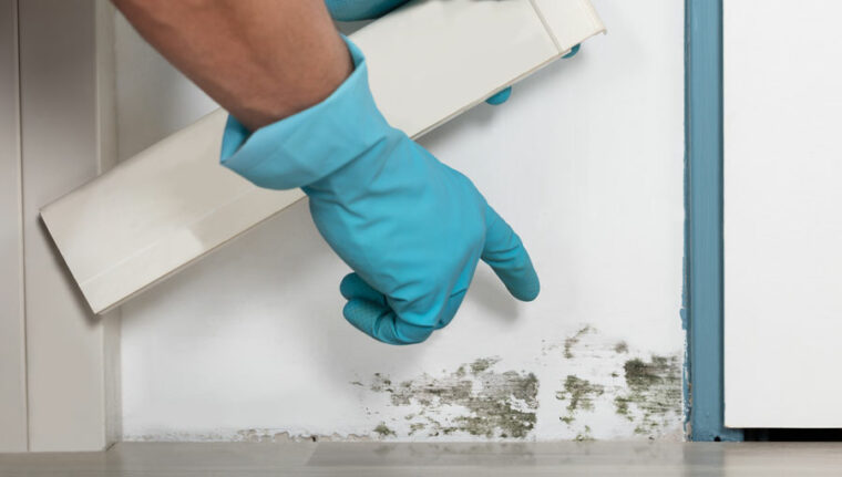 Mold removal in Bethesda, MD